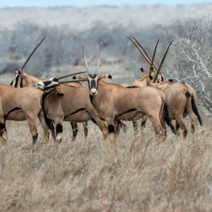 how much does it cost to go to samburu national reserve