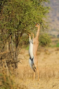 samburu special five gerenuk