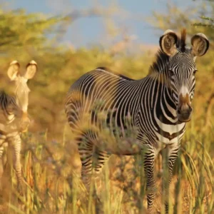 what are the facts about samburu national reserve