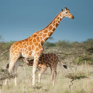 what is the special five samburu national reserve