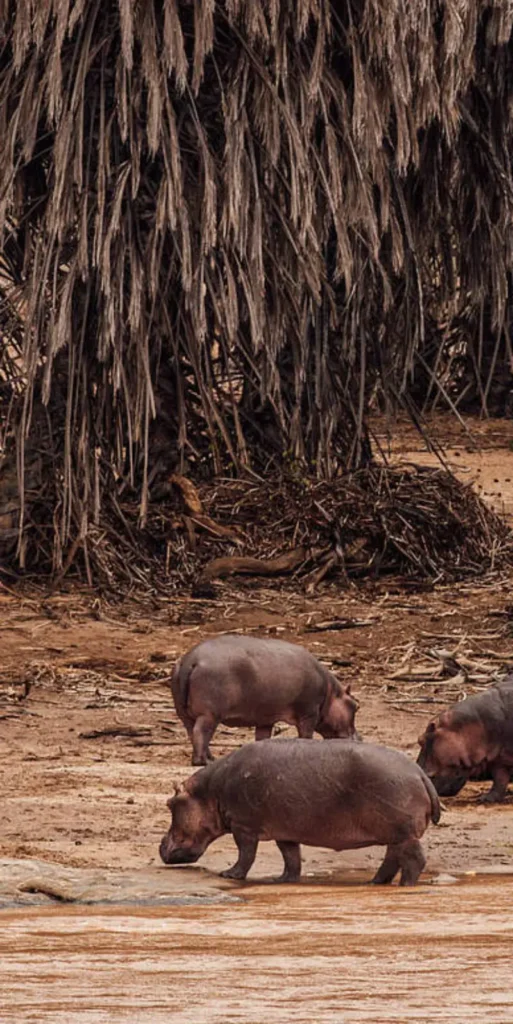 when can i visit tsavo national park