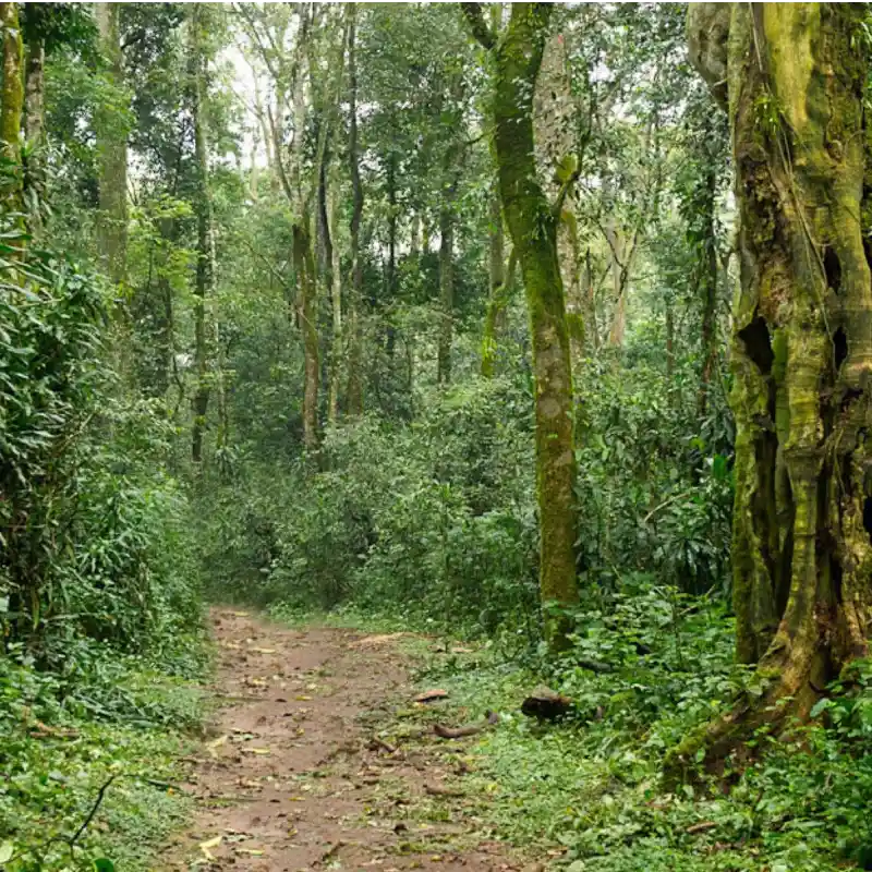 Kakamega-Forest-National-Reserve-