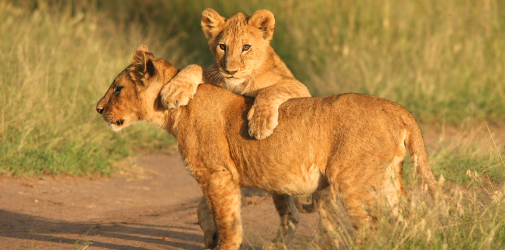 Lake Naivasha National Park - Bamm Safaris Safaris