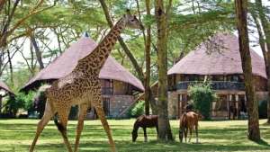 Best Lake Naivasha Tour Packages safaris - Bamm Safaris Adventures