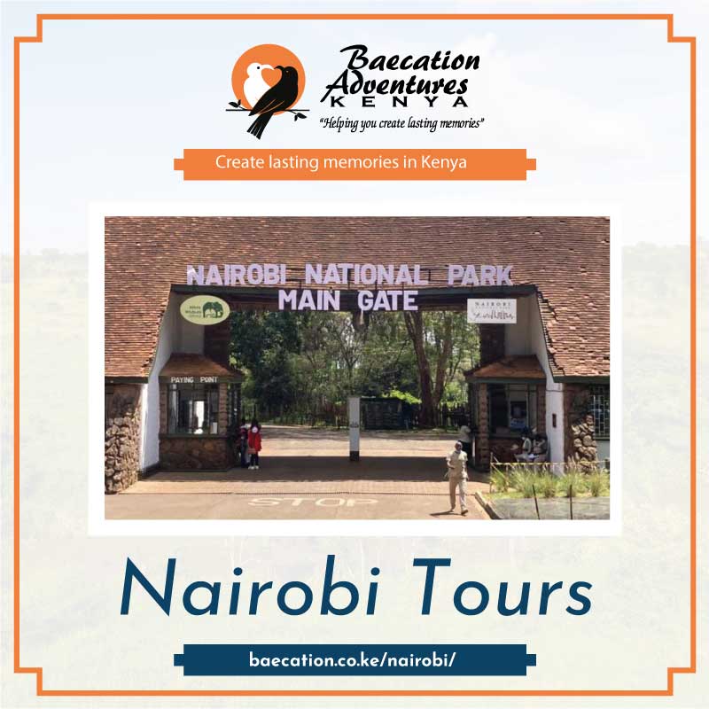 What-is-the-best-safari-in-Nairobi. The Best Things to do in Nairobi Kenya