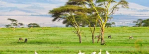 What is the best safari in Naivasha