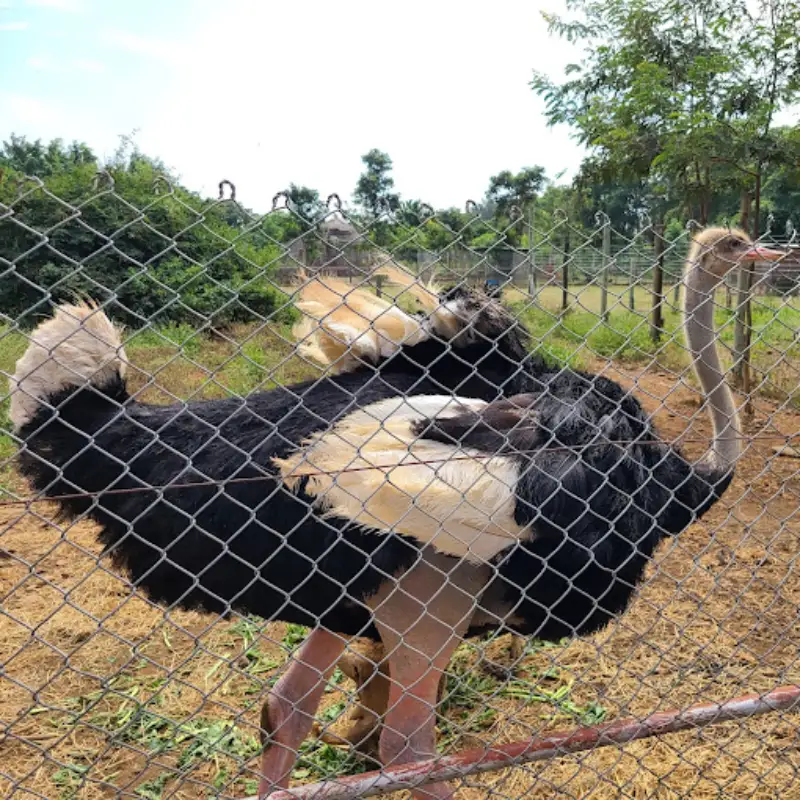 ostrich in kisumu impala sanctuary