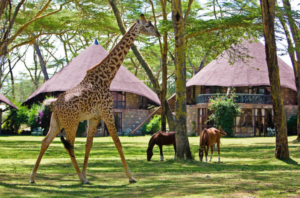 Best Couple Hotels in Naivasha - Lake Naivasha Sopa Resort
