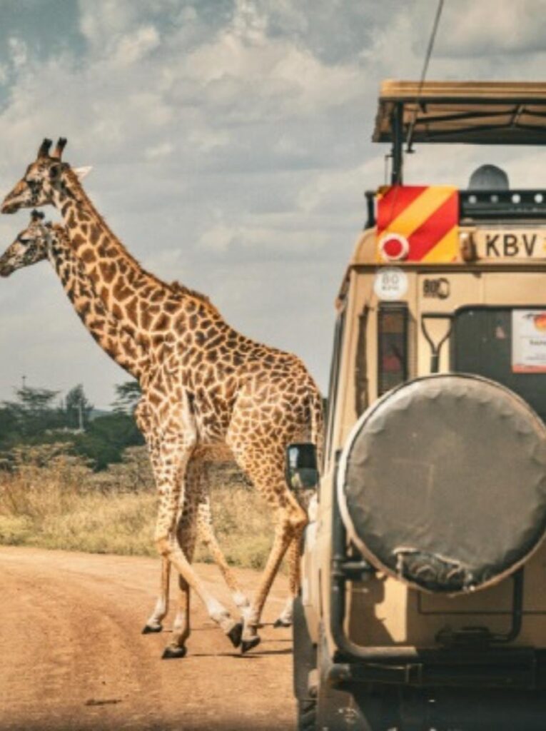 Bamm Safaris - Your Licensed & Trusted Tours and Safari Partner in Kenya