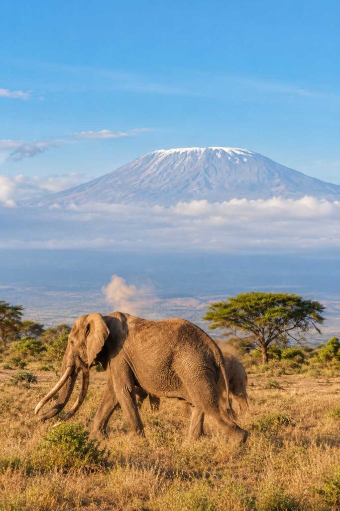 What You Can See While at Amboseli National Park - Bamm Safaris Adventures